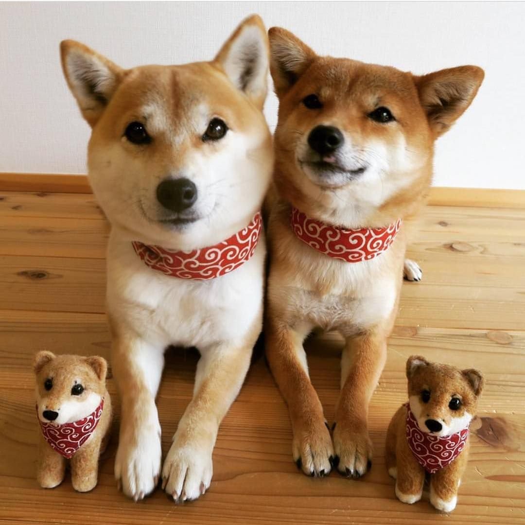 Сиба ину щенок