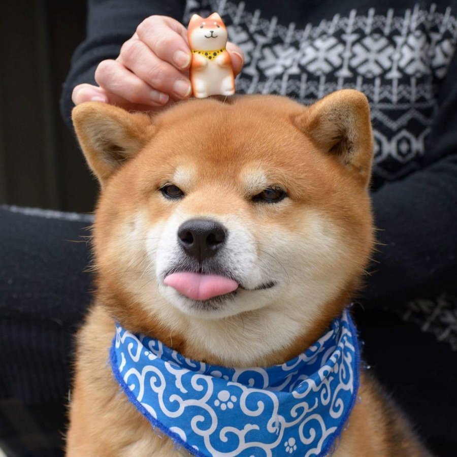 Акита Шиба ину