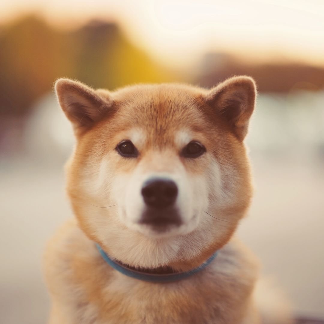 Сиба ину Эстетика