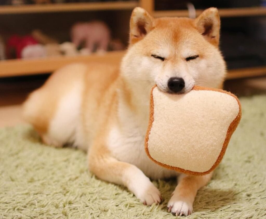 Сиба Шиба ину