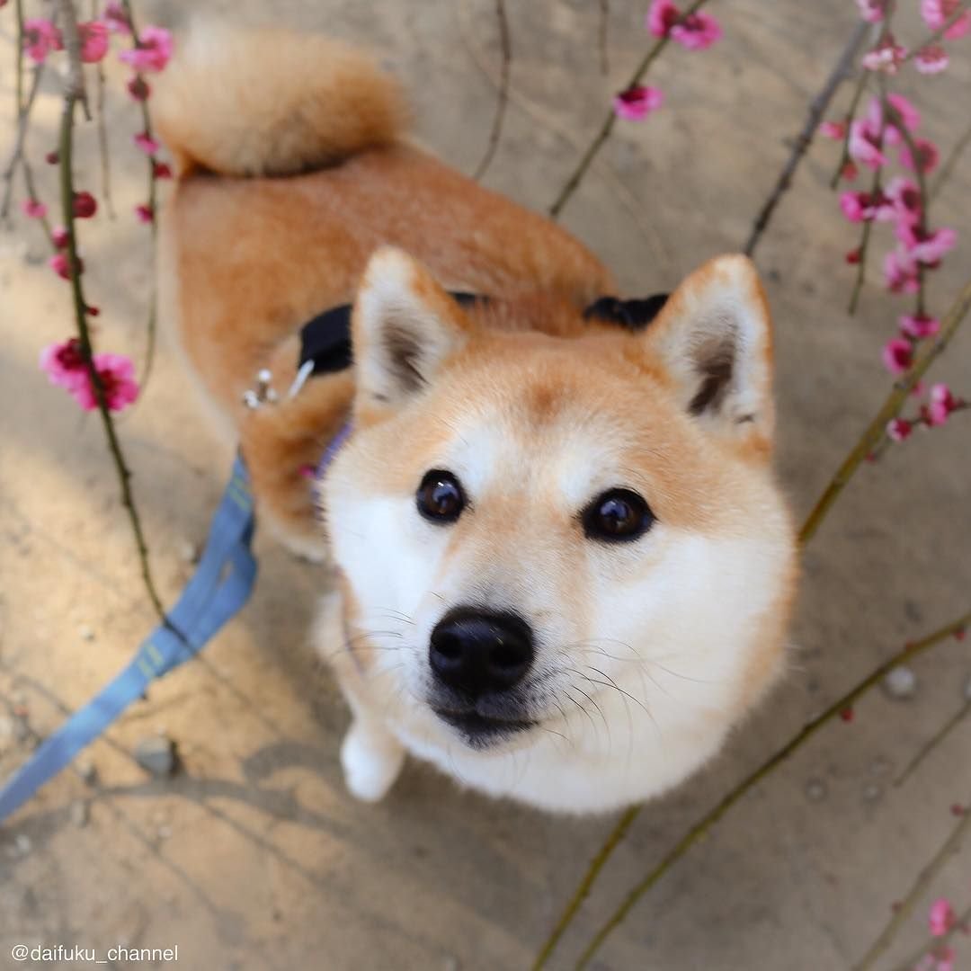 Сиба ину щенок