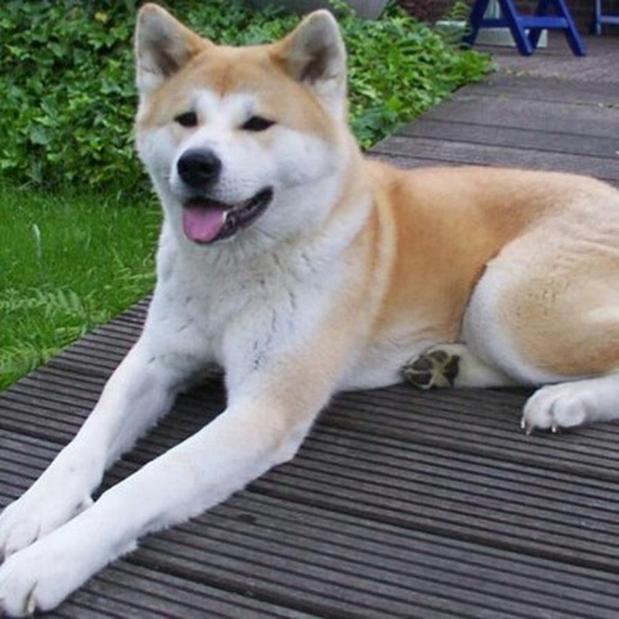 Маленький Акита ину