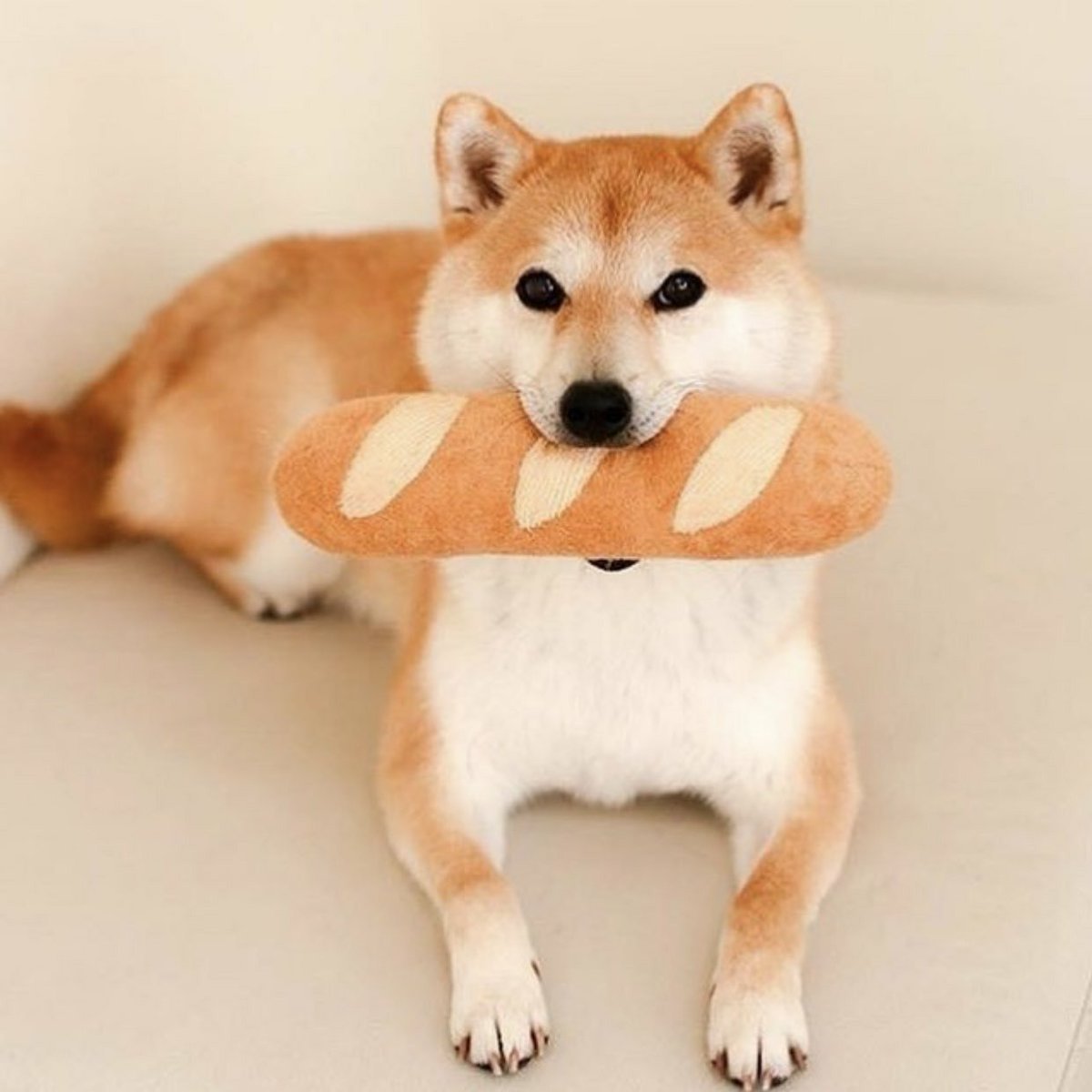 Сиба ину сезам