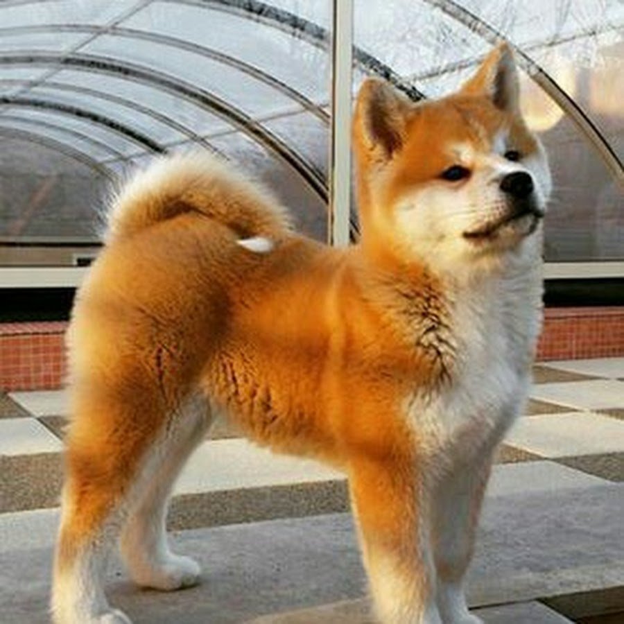 Японская Акита ину