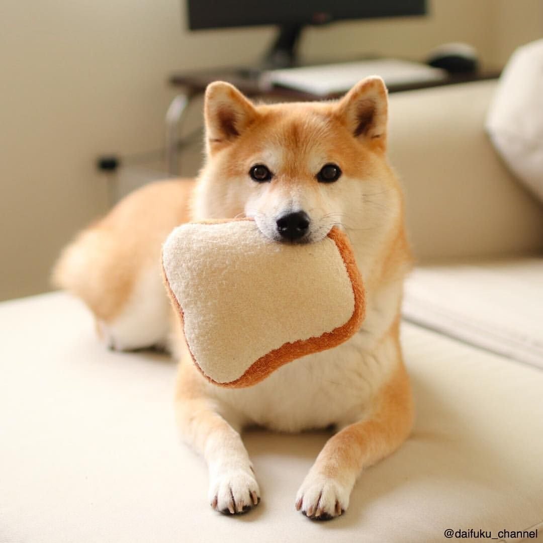 Сиба Шиба ину