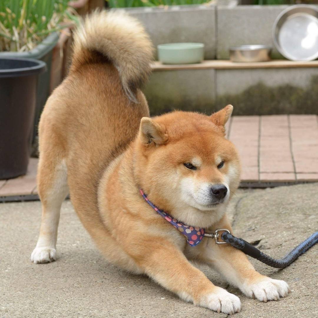 Порода сиба ину