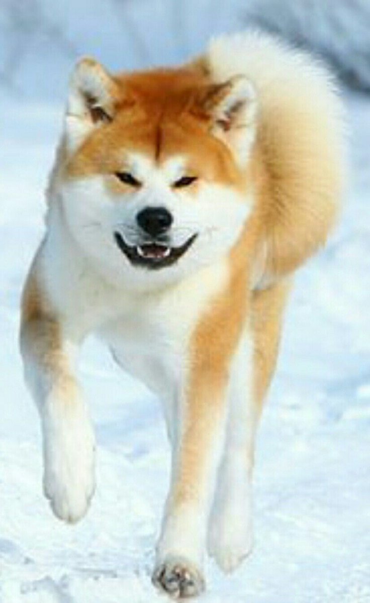 Порода собаки Акито ино