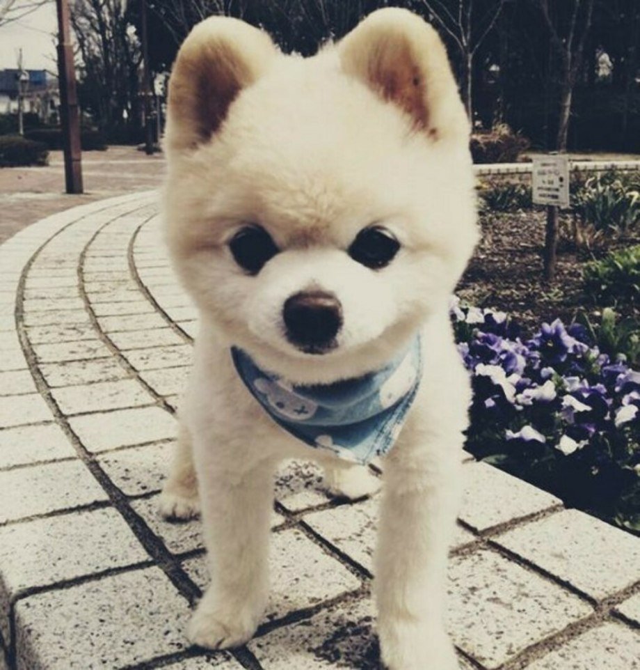 Шпиц Шунсуке белый