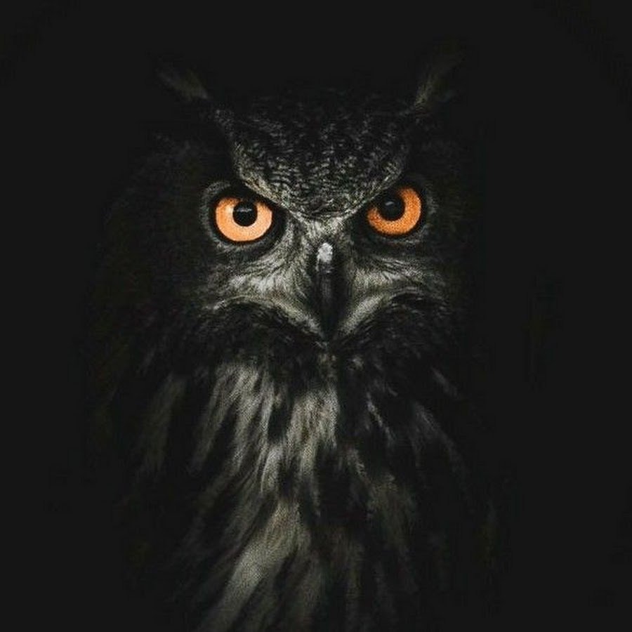 Глаза Совы в темноте