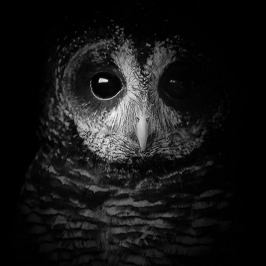 Сова в темноте