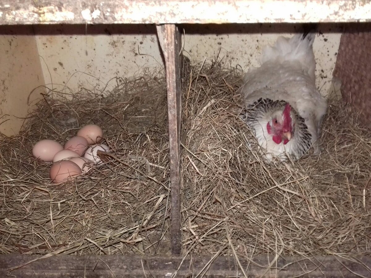 Крысиные Норы в курятнике