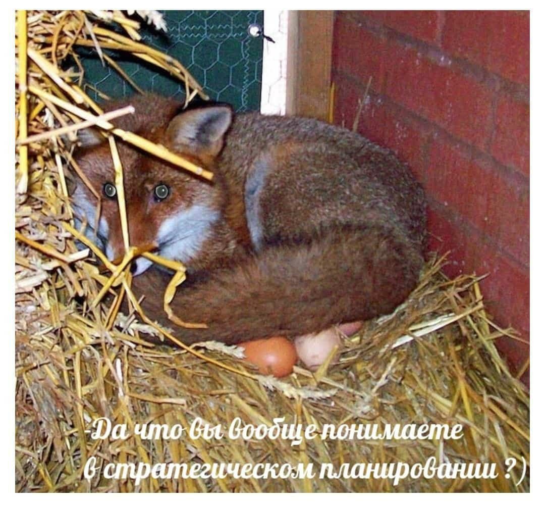 Лисьи гнезда