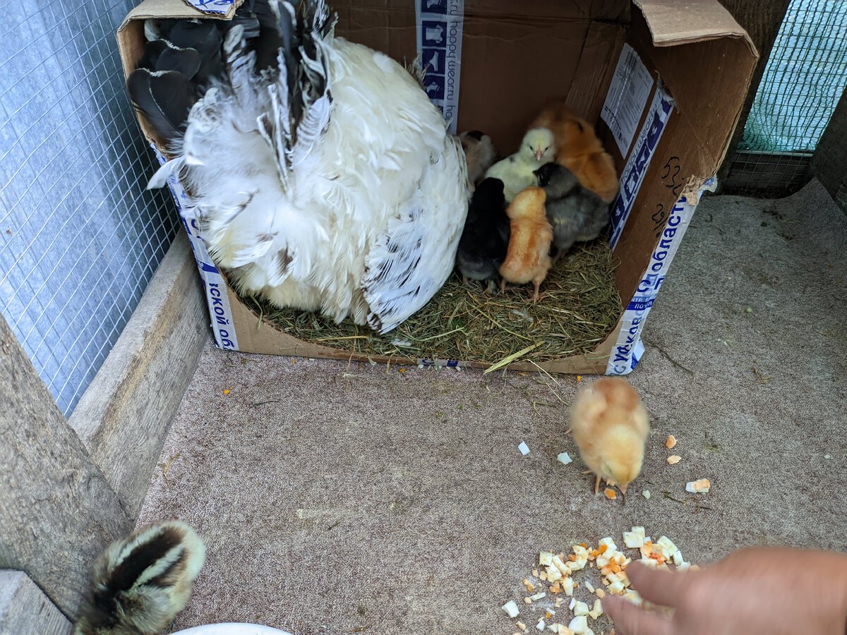 Цыплята суточные