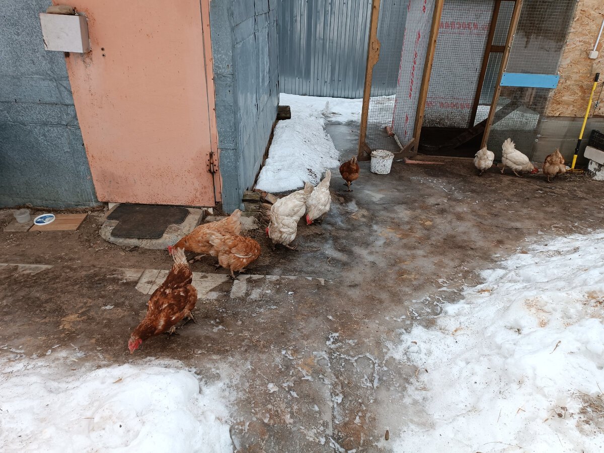 Курицу разрешено держать на балконе