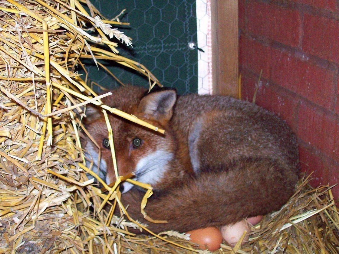 Лиса у сарая