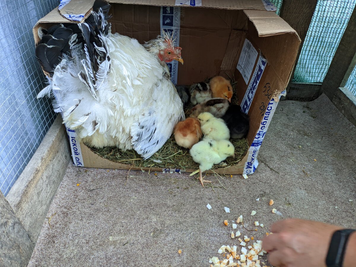 Хелоу курами и её дом