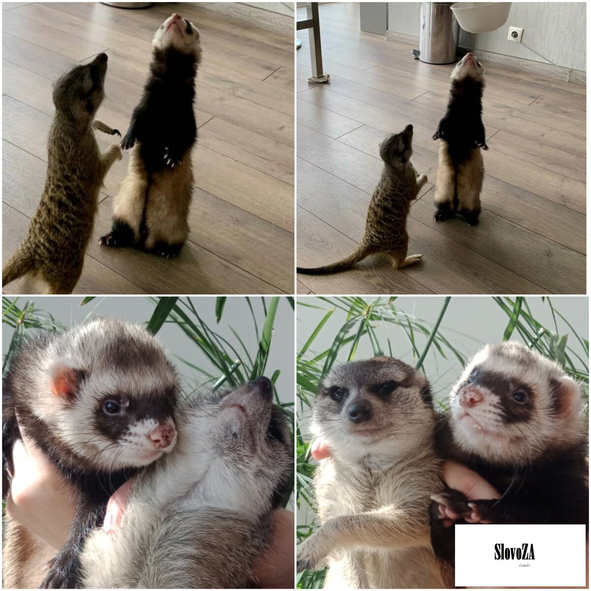 Хорёк против суриката