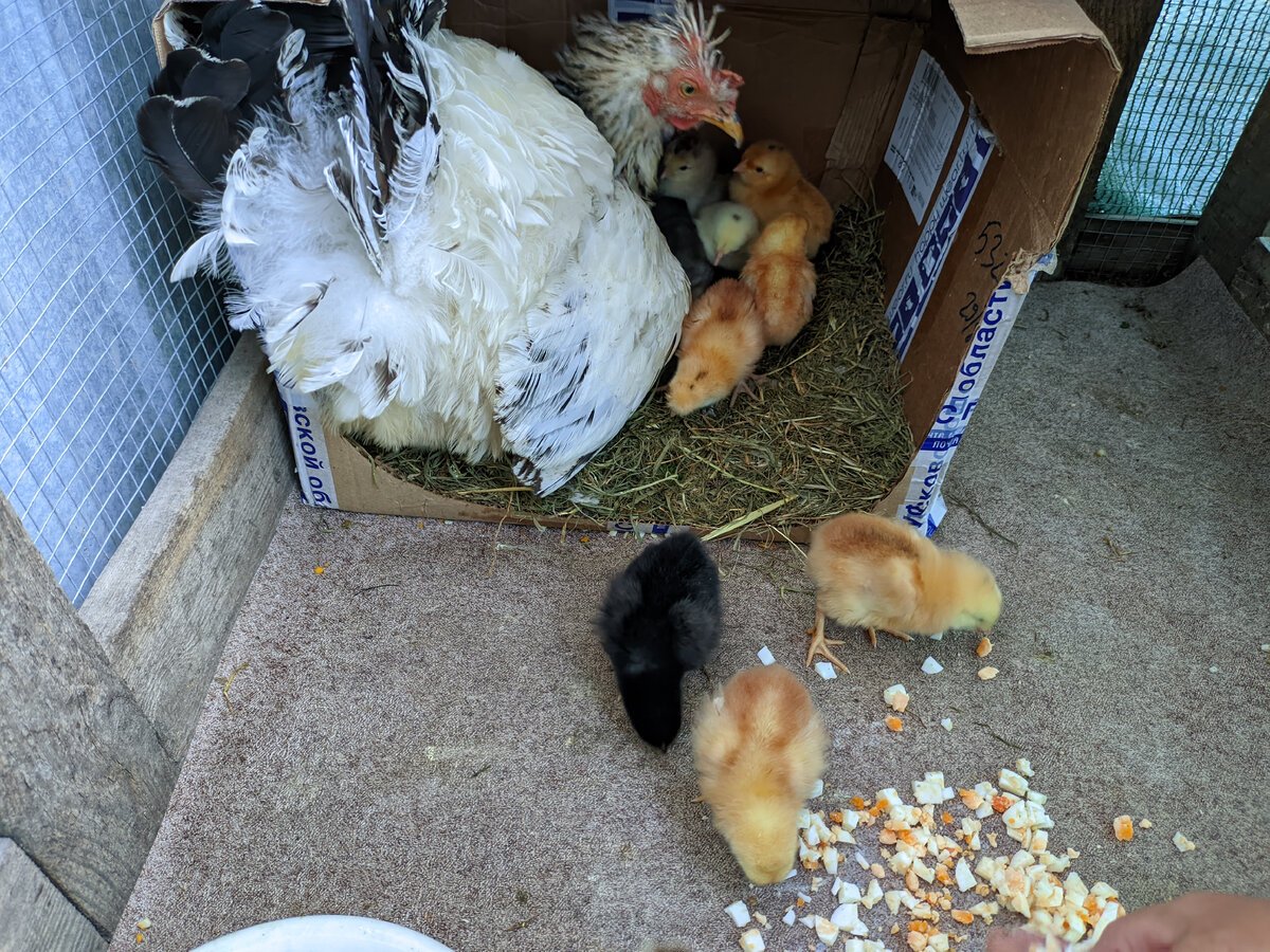 Цыплята суточные