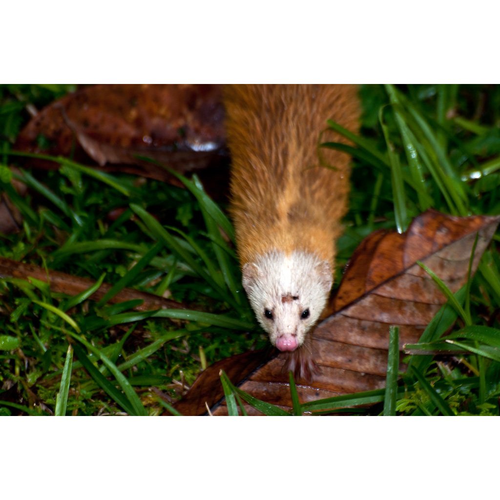 Лесной хорёк