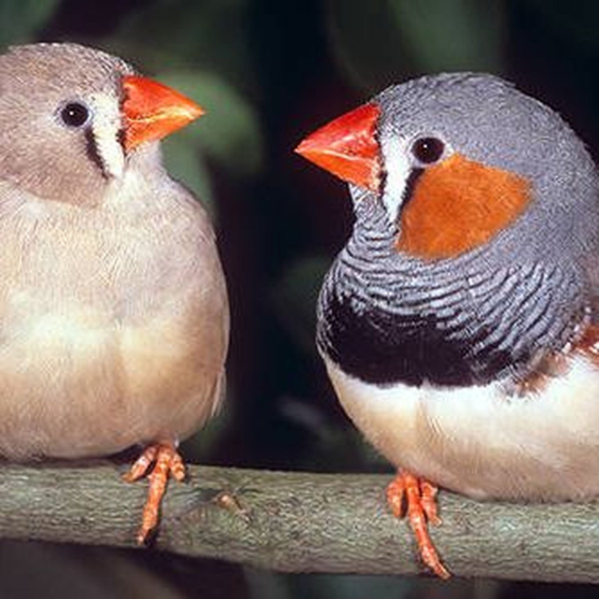 Маленькая птичка амадин