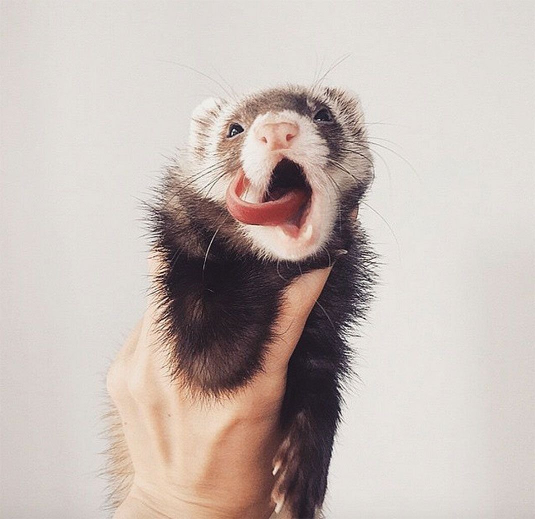 Веселый хорек