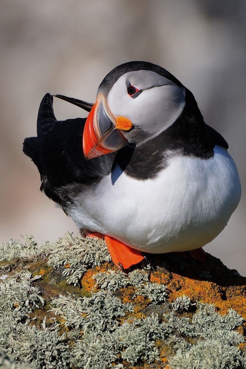 Puffin Тукан