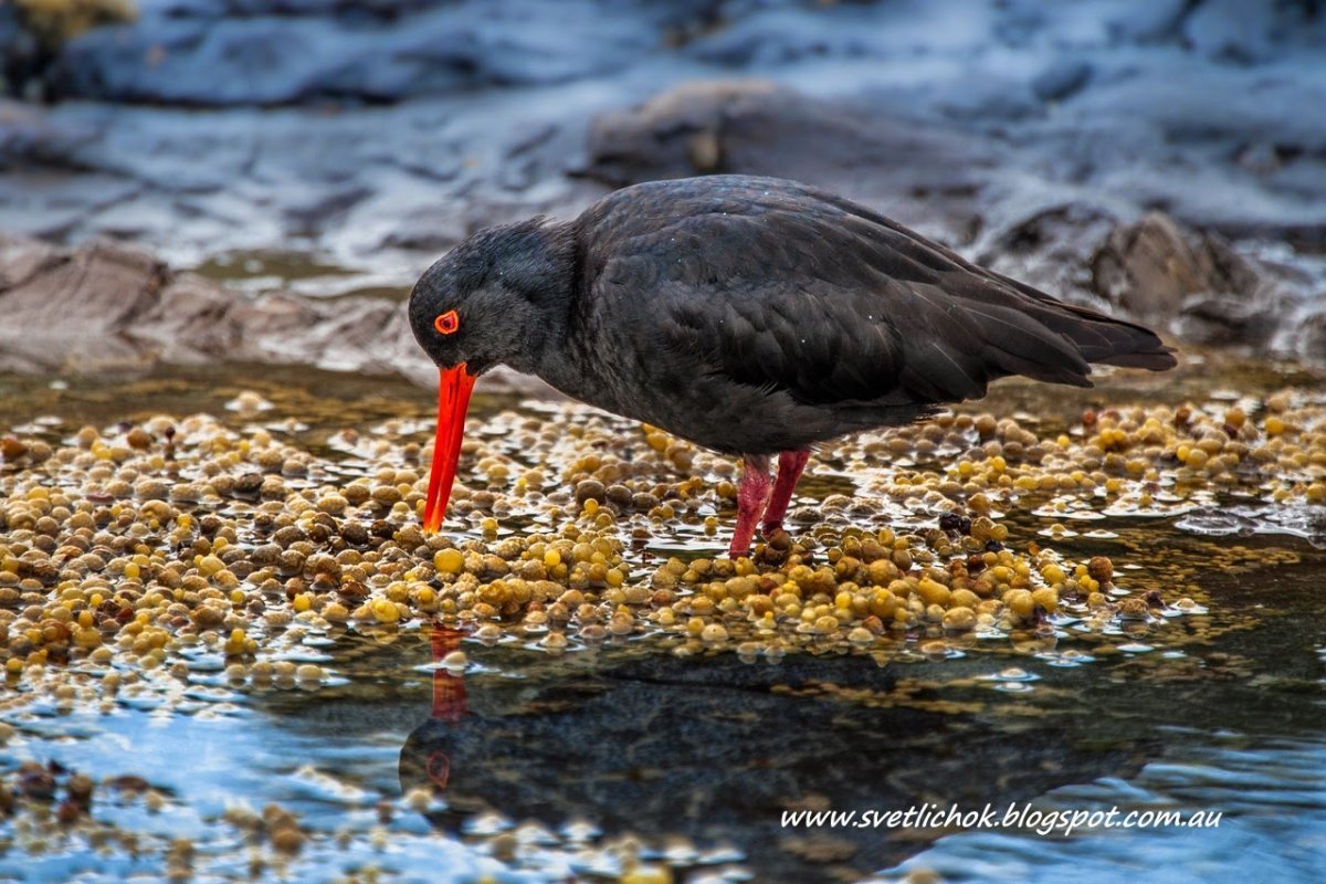 Маленькая черная птица с красным клювом