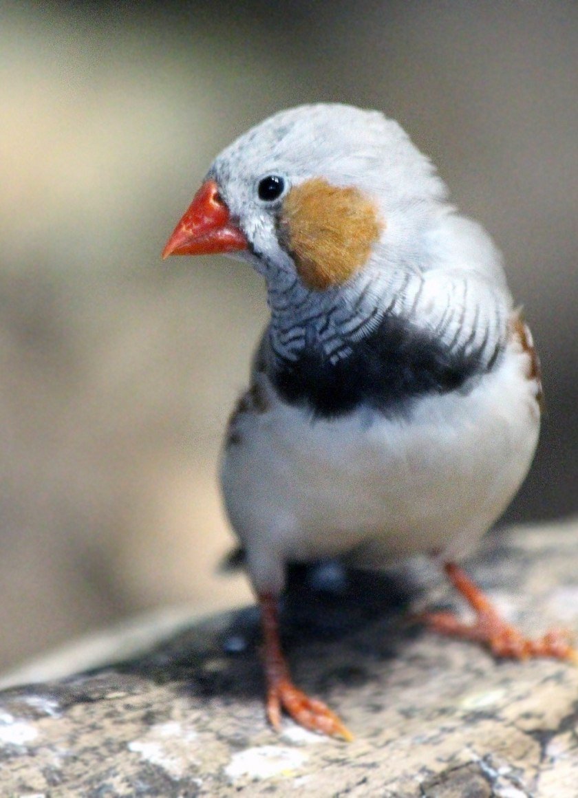Амадины с красным клювом