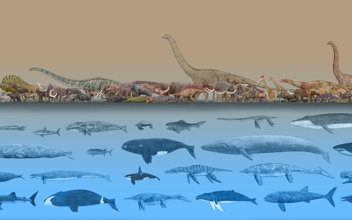 Базилозавр Эволюция