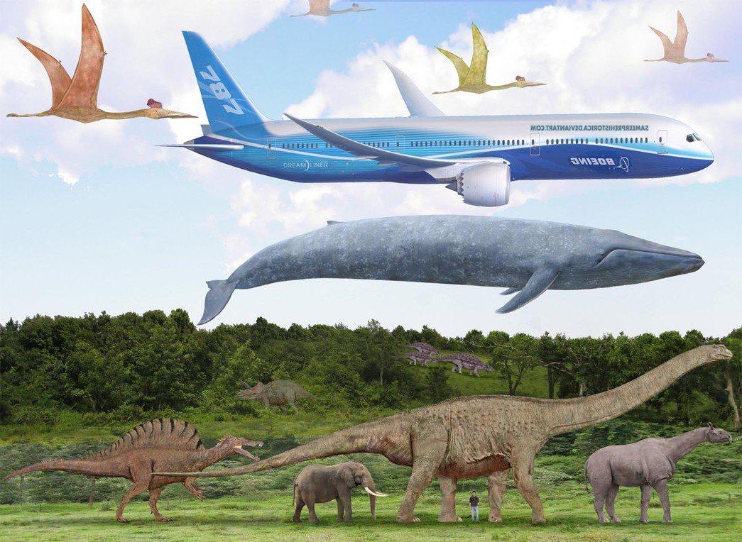 Самое большое животное на земле