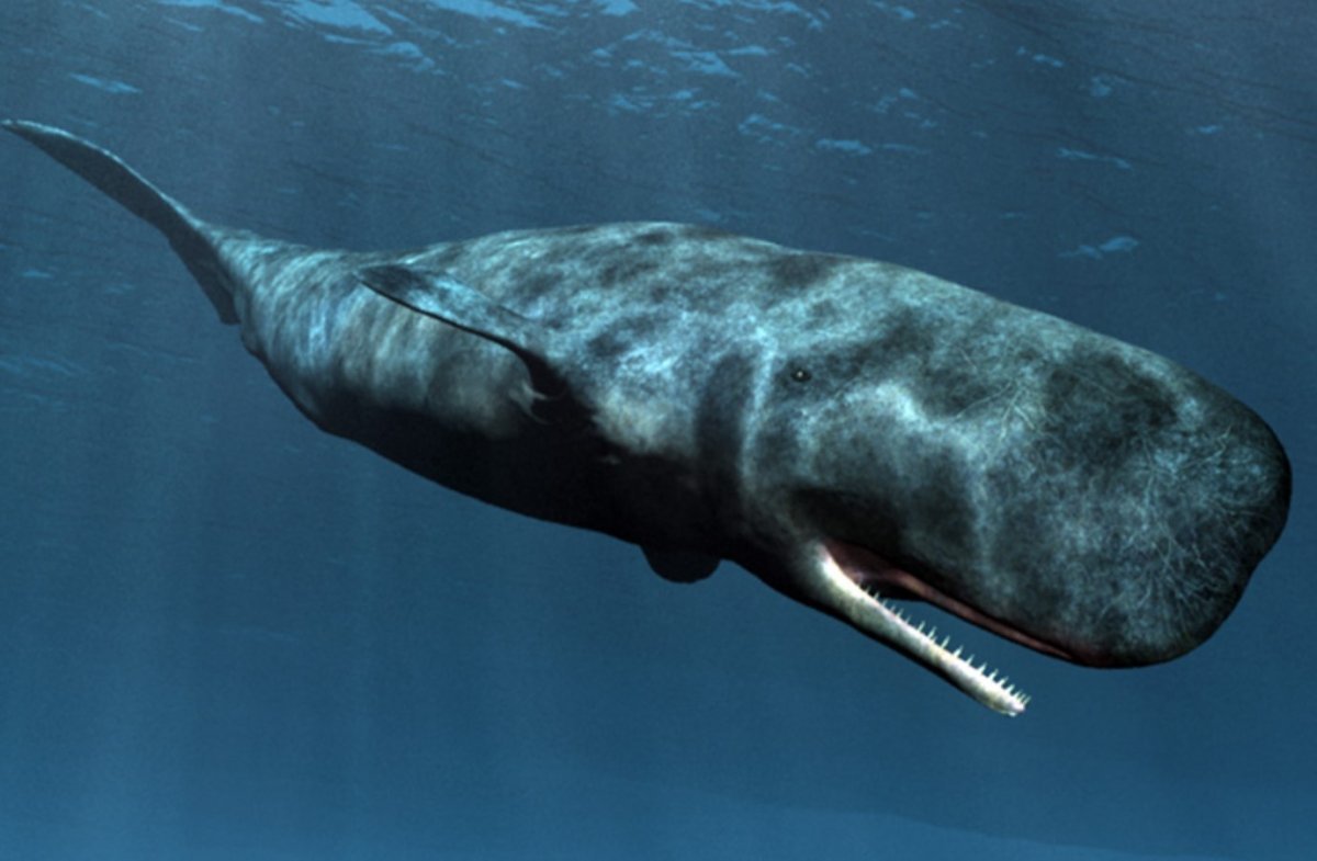 Physeter macrocephalus (Кашалот)
