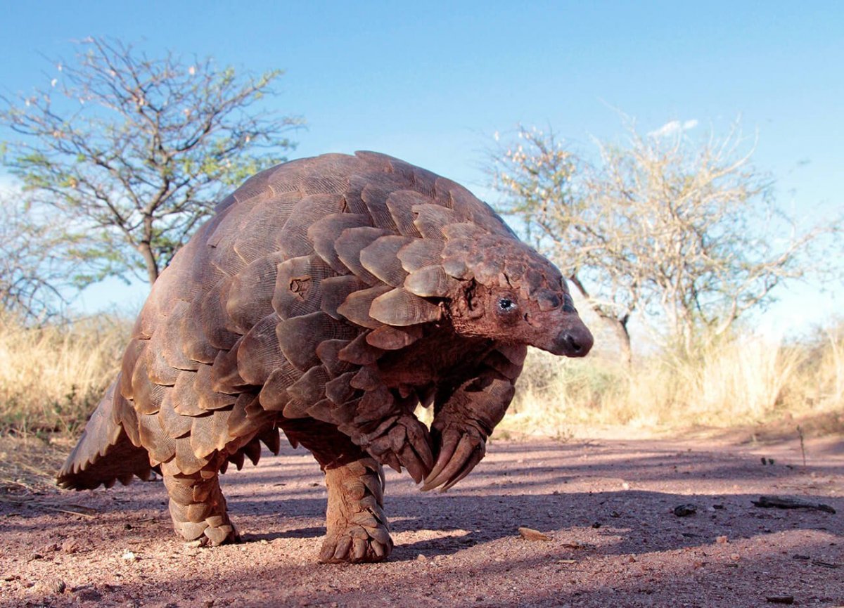Австралийский панголин