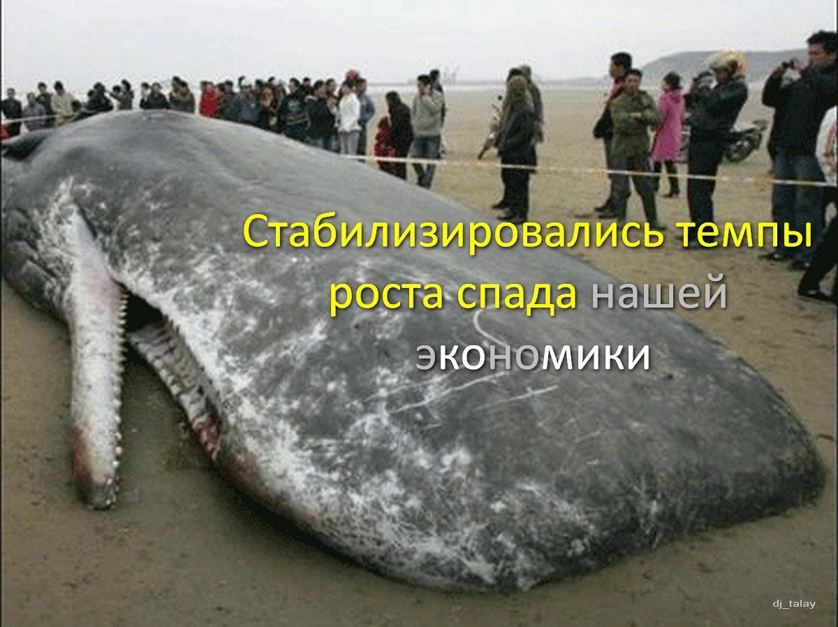 Огромный кит