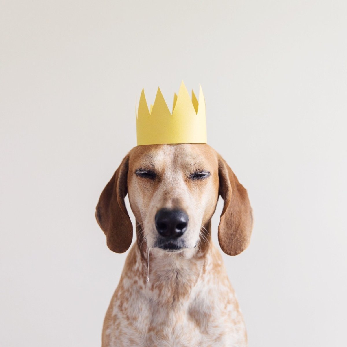 Стилистика собаки