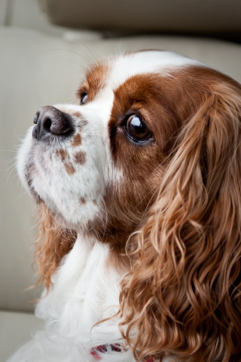 Кавалер Кинг чарльзспаниедь