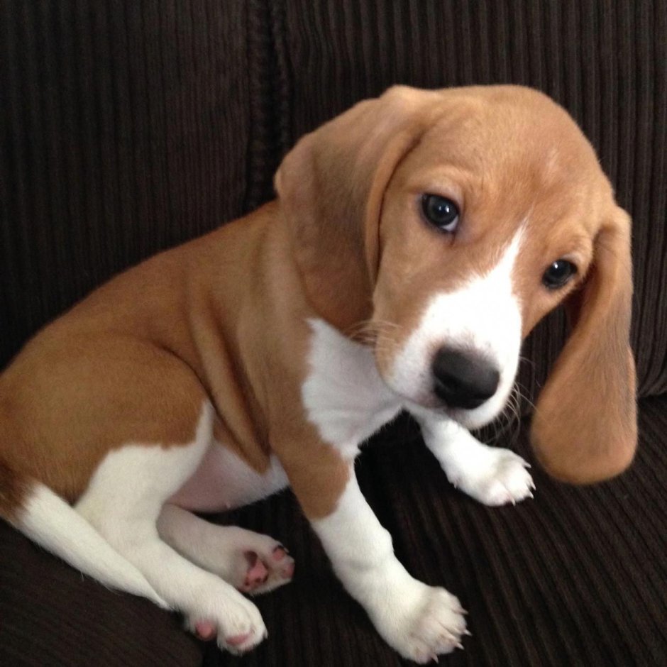 Бигль порода Бигль