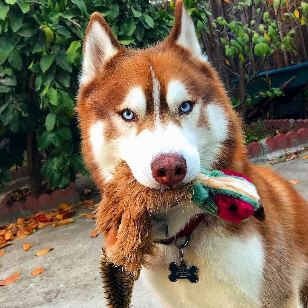 Хаски собака рыжая