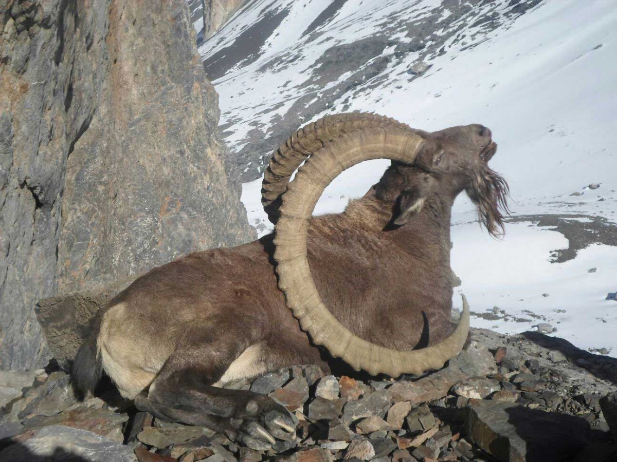 Сибирский горный козел