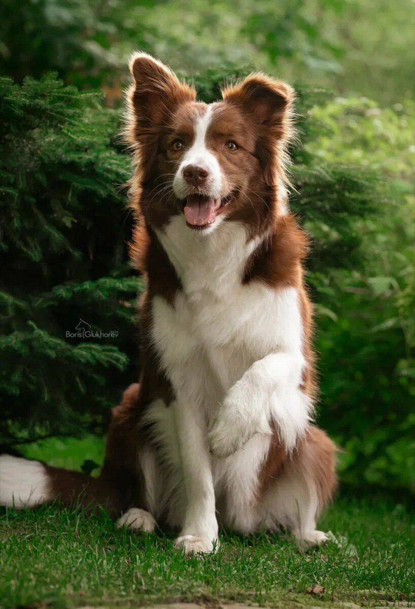 Бордер колли рыжий