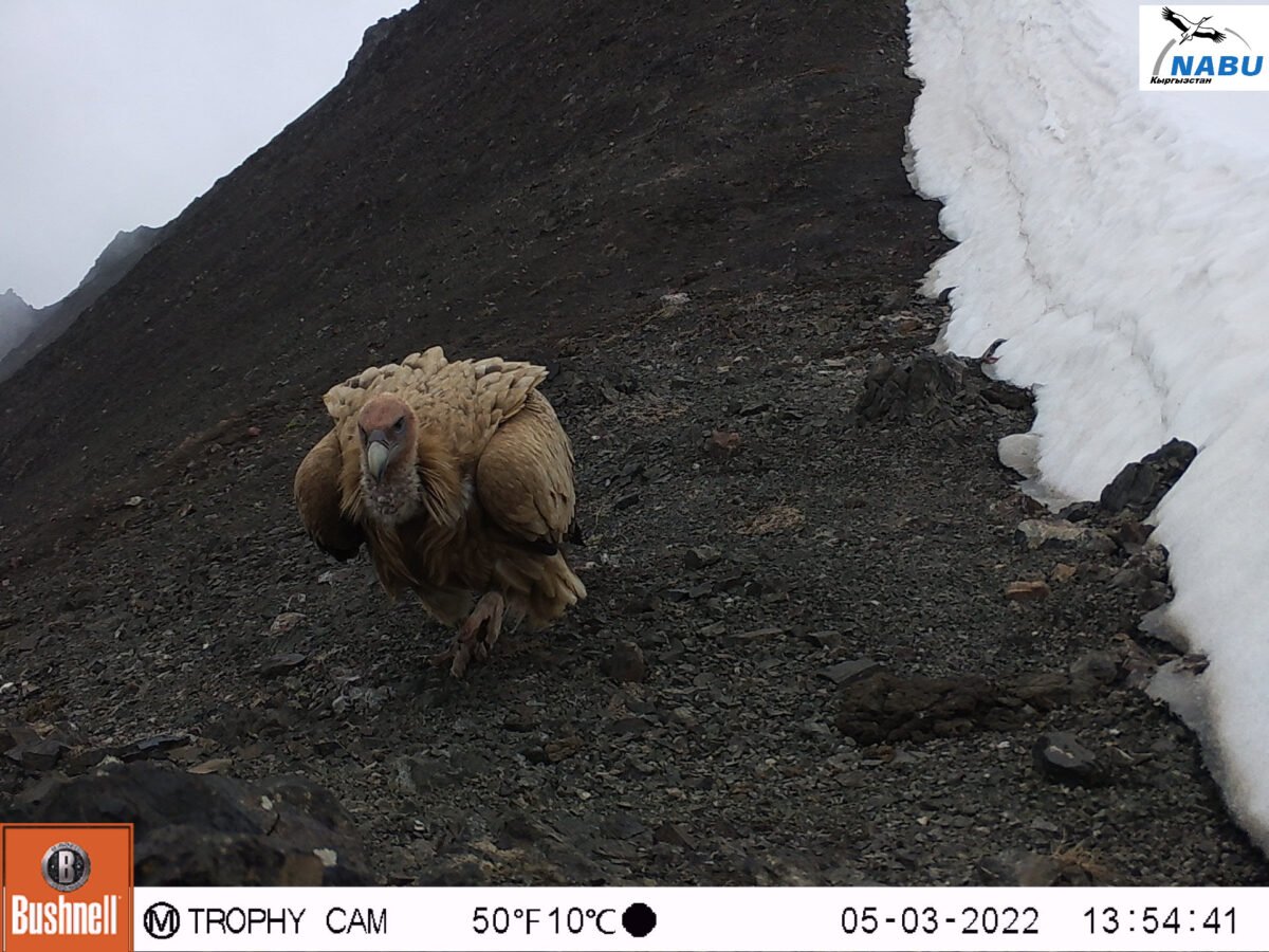 Обитатели Киргизии