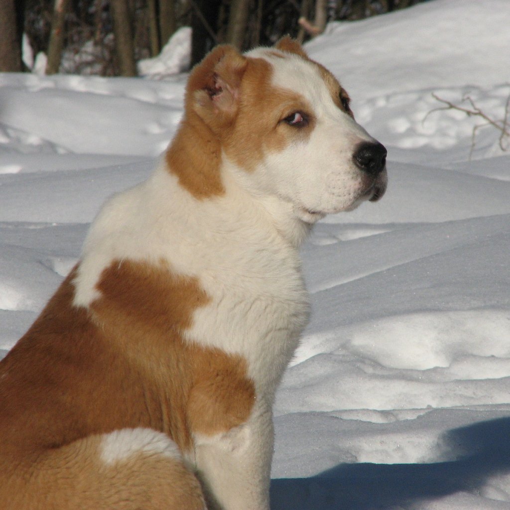 Алабай трехцветный