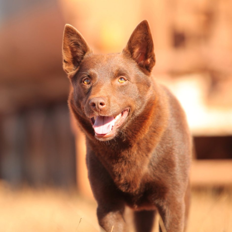 Порода австралийский келпи