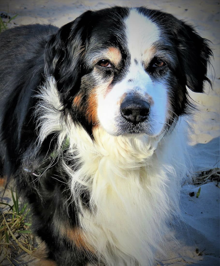 Бернский зенненхунд гетерохромия