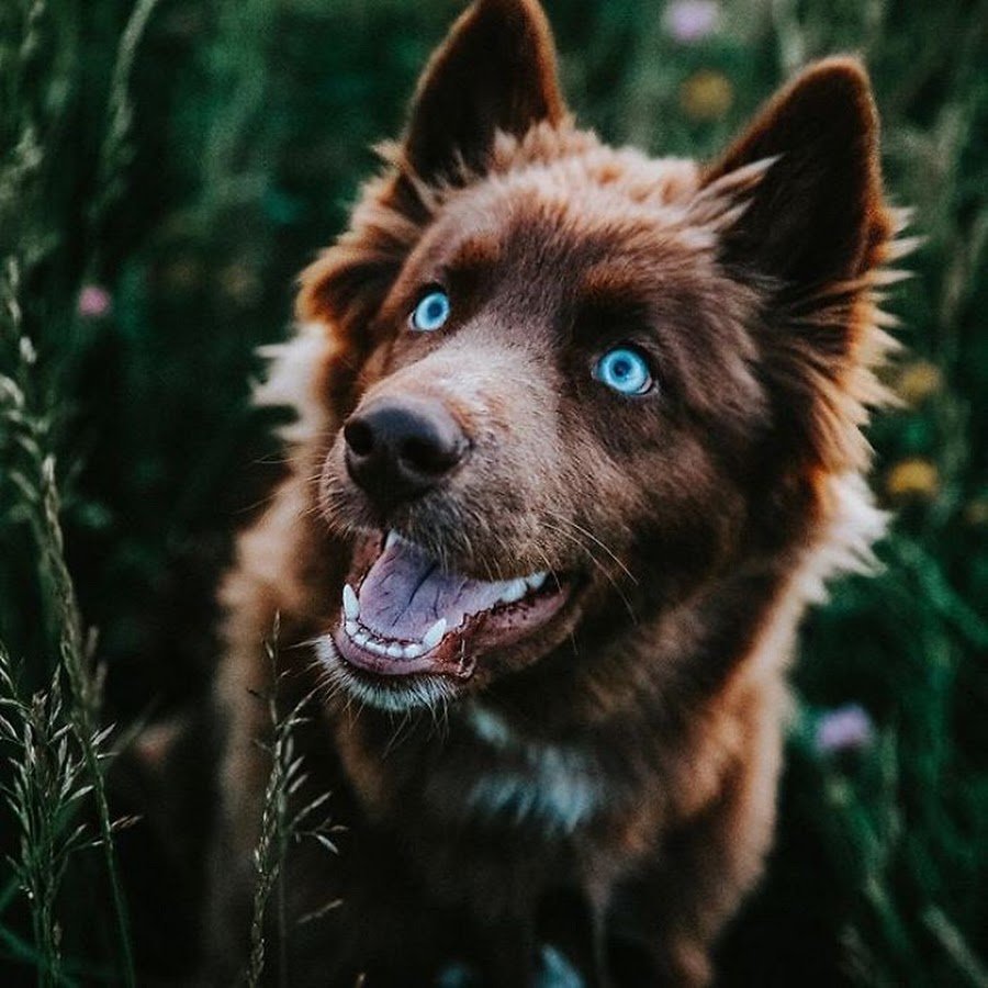 Шоколадный хаски Квой