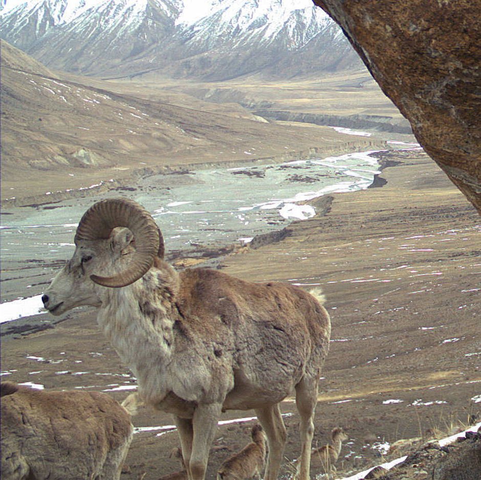 Киргизия Сары Челек заповедник