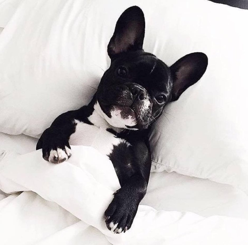 Французский бульдог щенок