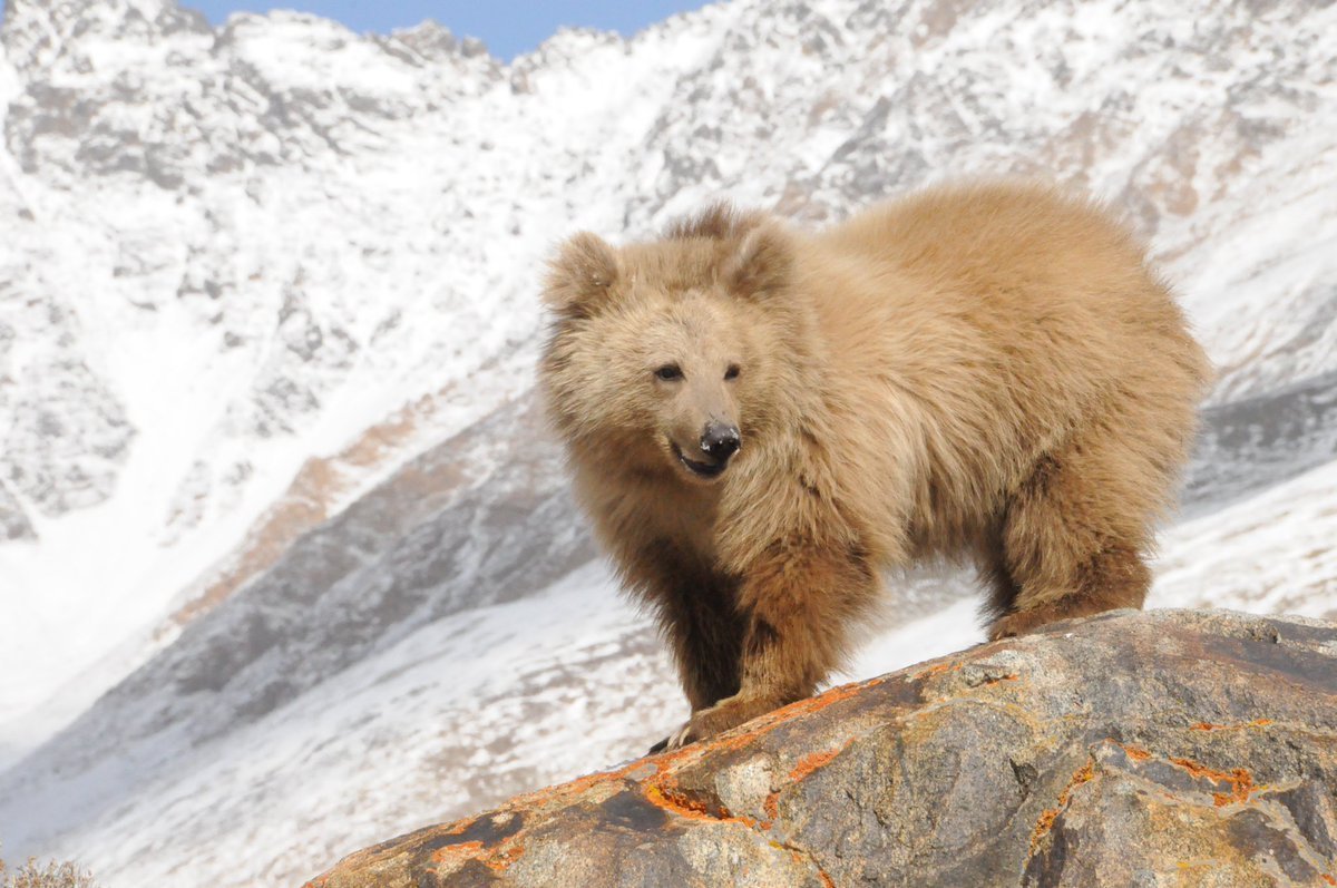 Тянь шаньский медведь