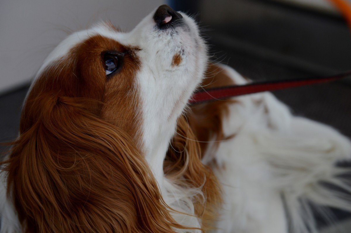 Собака кавалер Кинг Чарльз спаниель