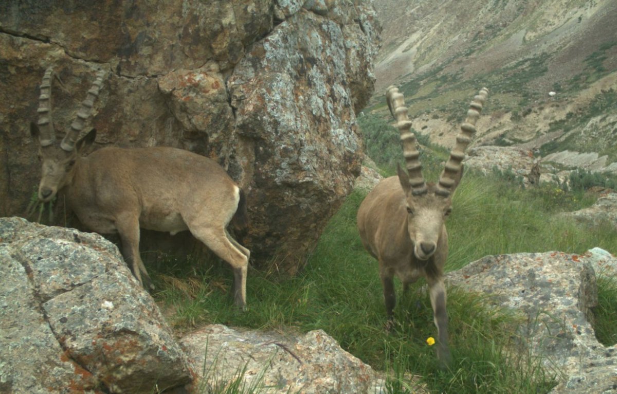 Животные Киргизии