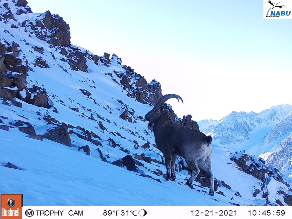 Редкий горный козел в Киргизии